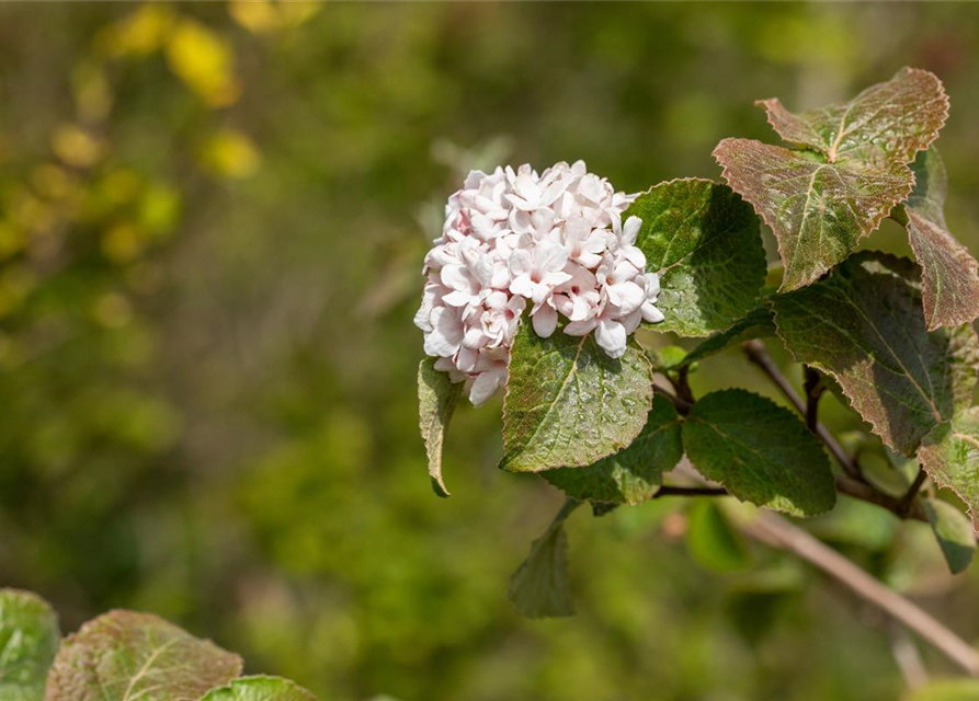 Viburnum carlesii