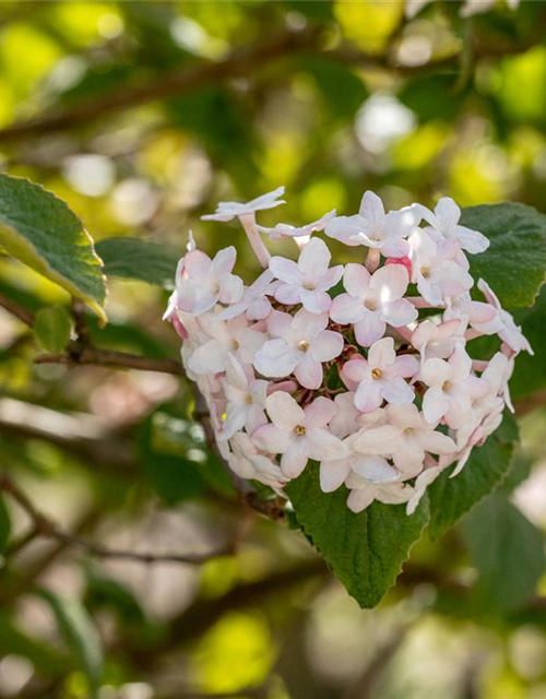 Viburnum carlesii