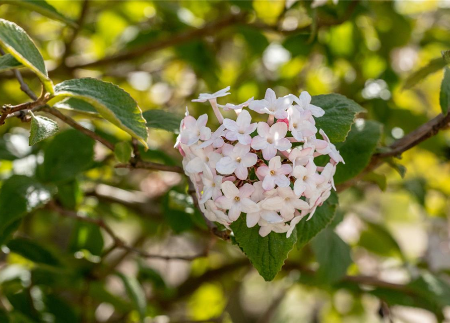 Viburnum carlesii