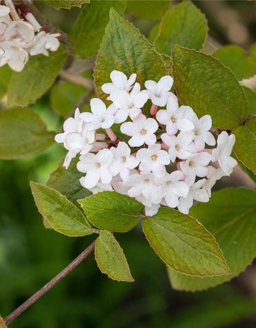 Viburnum carlesii