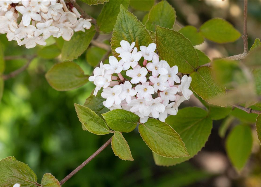 Viburnum carlesii