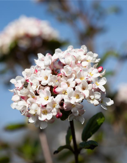 Viburnum carlesii