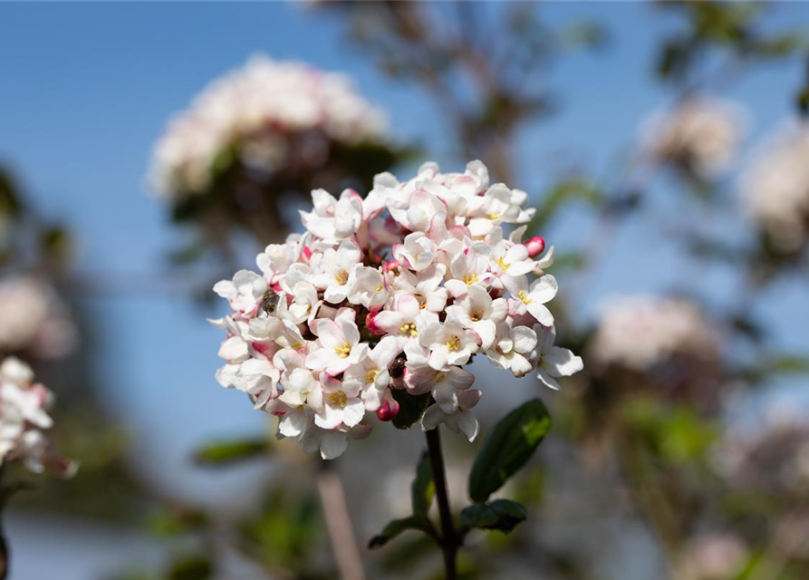 Viburnum carlesii