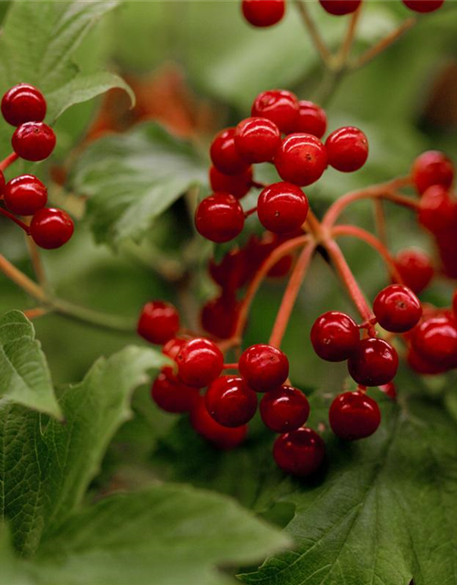 Viburnum opulus 'Compactum'