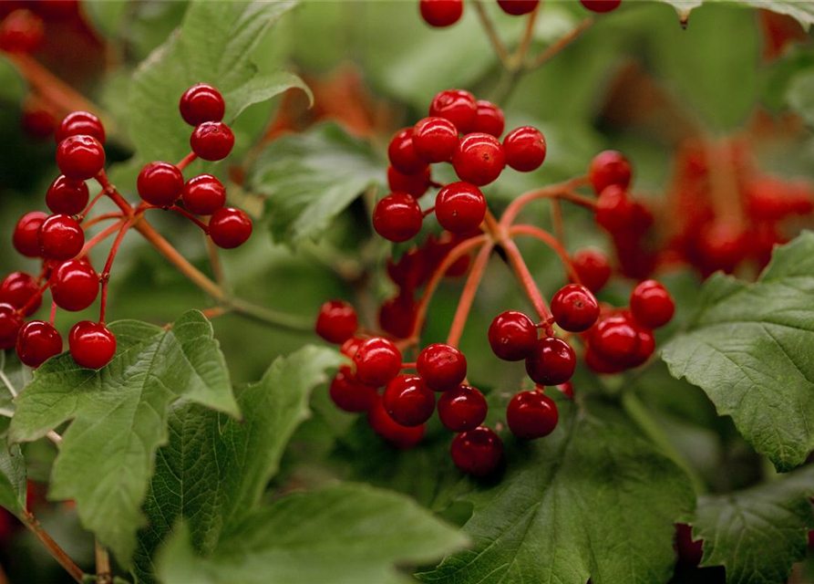 Viburnum opulus 'Compactum'