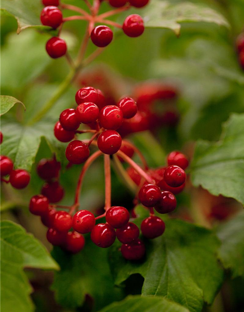 Viburnum opulus 'Compactum'