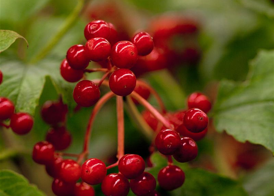 Viburnum opulus 'Compactum'