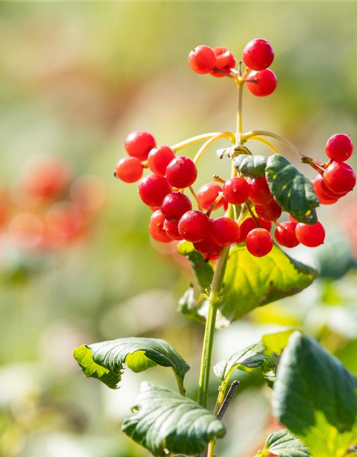 Viburnum opulus 'Compactum'