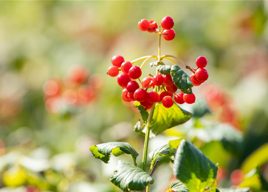 Viburnum opulus 'Compactum'