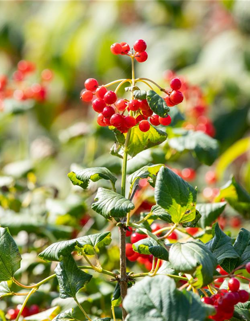 Viburnum opulus 'Compactum'