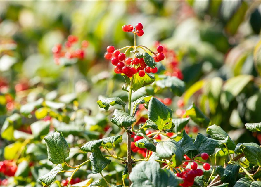 Viburnum opulus 'Compactum'