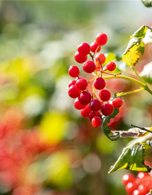 Viburnum opulus 'Compactum'