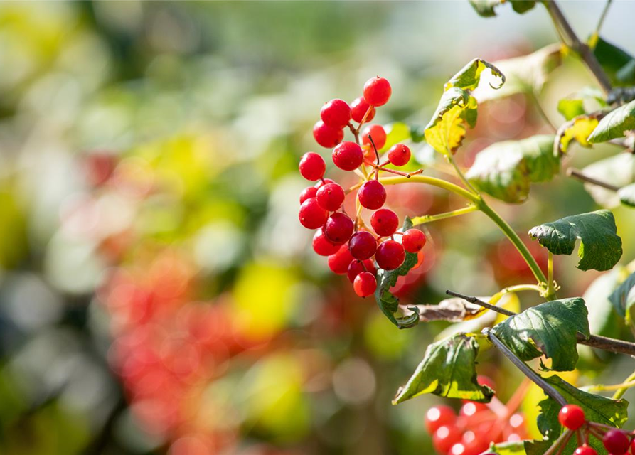 Viburnum opulus 'Compactum'