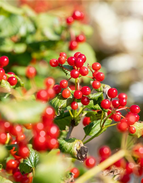 Viburnum opulus 'Compactum'