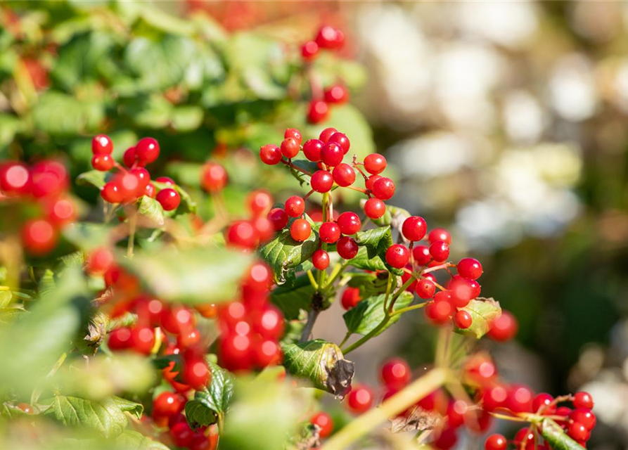 Viburnum opulus 'Compactum'