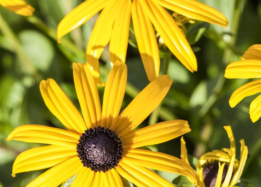 Rudbeckia fulgida v. sull. 'Goldsturm' 