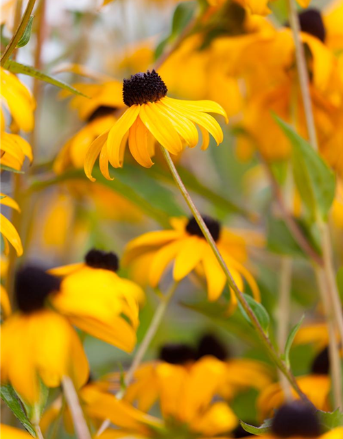 Rudbeckia fulgida v. sull. 'Goldsturm' 