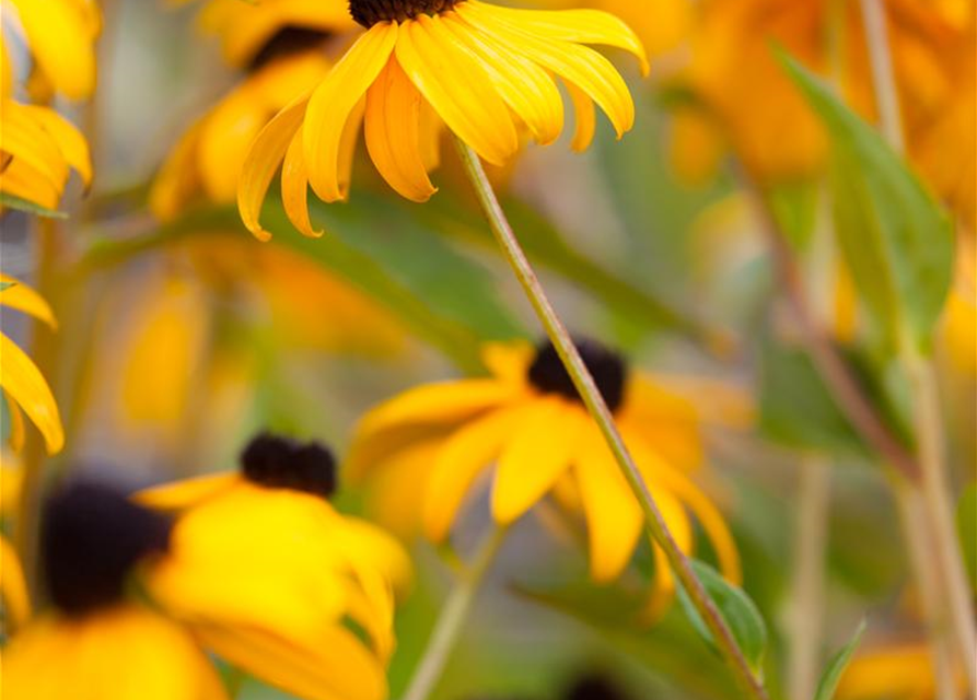 Rudbeckia fulgida v. sull. 'Goldsturm' 