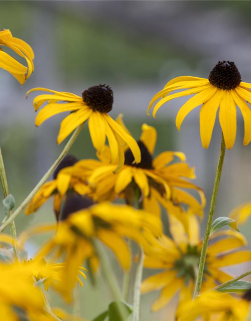 Rudbeckia fulgida v. sull. 'Goldsturm' 