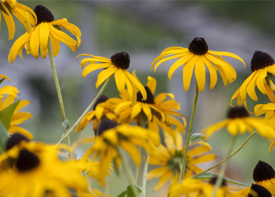 Rudbeckia fulgida v. sull. 'Goldsturm' 