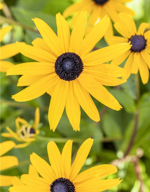 Rudbeckia fulgida v. sull. 'Goldsturm' 