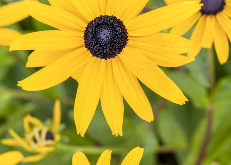 Rudbeckia fulgida v. sull. 'Goldsturm' 