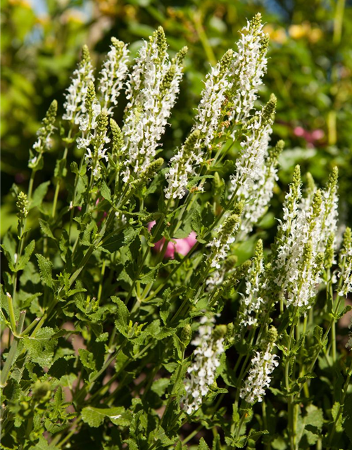 Salvia nemorosa 'Adrian'