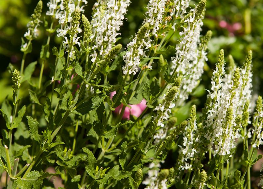 Salvia nemorosa 'Adrian'