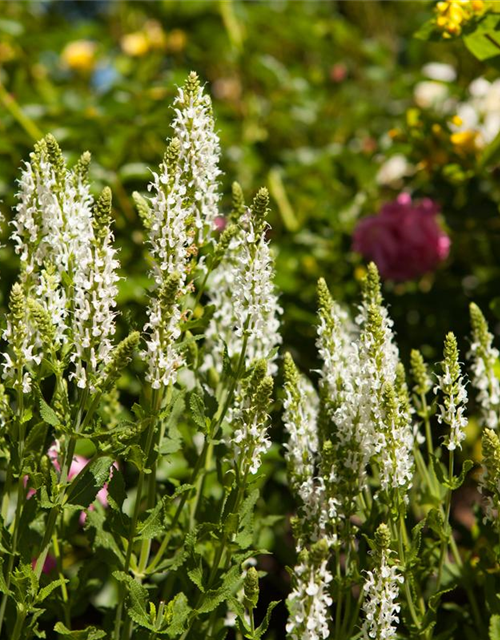 Salvia nemorosa 'Adrian'