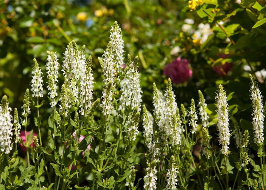 Salvia nemorosa 'Adrian'