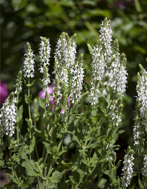 Salvia nemorosa 'Adrian'