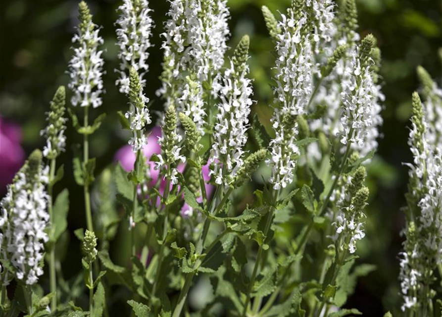 Salvia nemorosa 'Adrian'