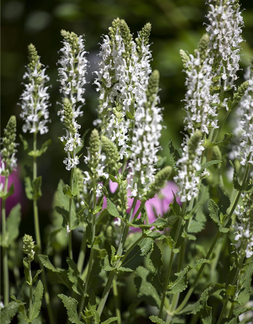 Salvia nemorosa 'Adrian'