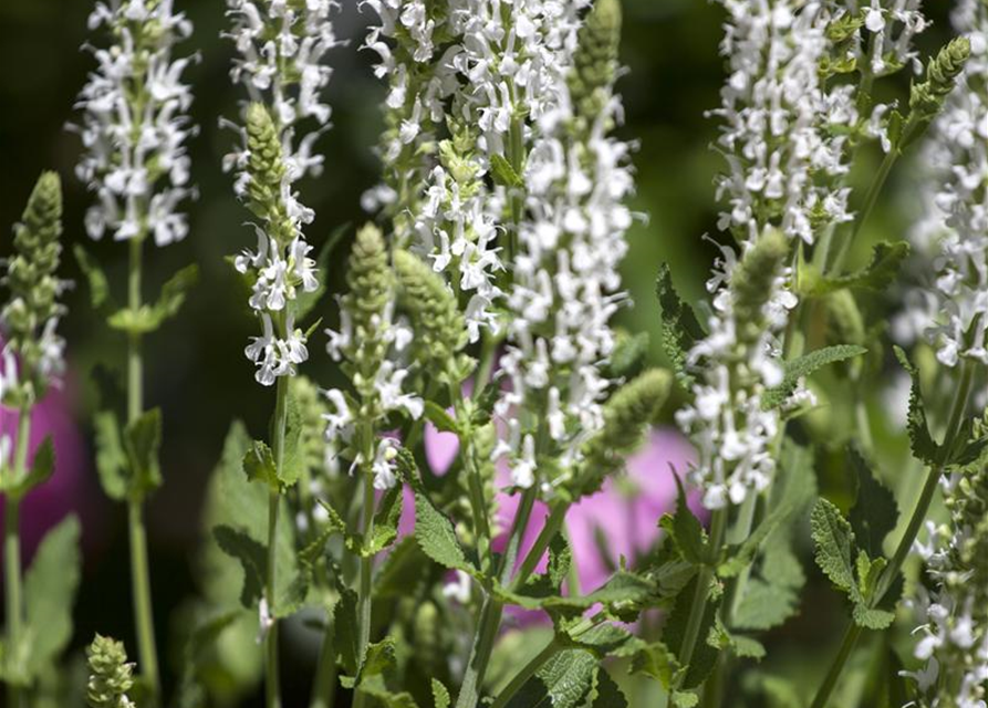 Salvia nemorosa 'Adrian'