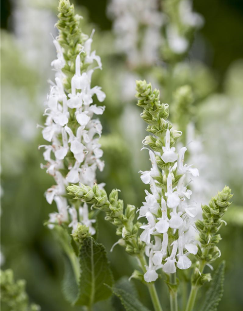 Salvia nemorosa 'Adrian'