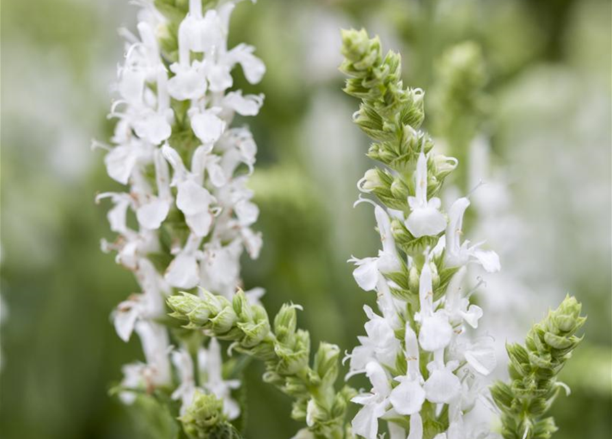 Salvia nemorosa 'Adrian'