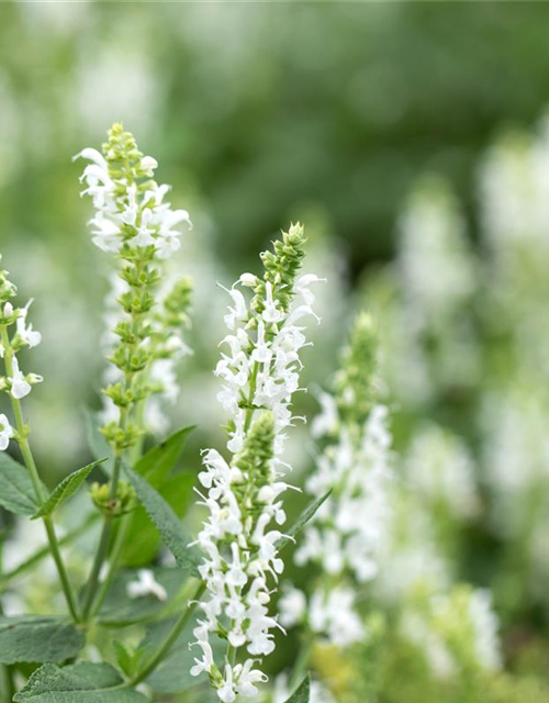 Salvia nemorosa 'Adrian'