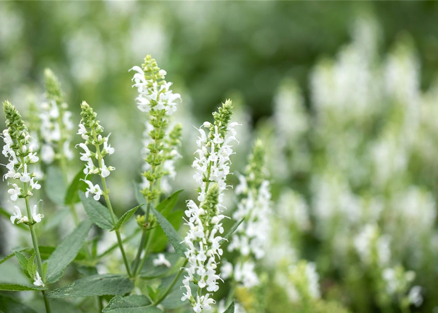 Salvia nemorosa 'Adrian'