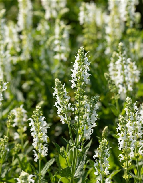 Salvia nemorosa 'Adrian'