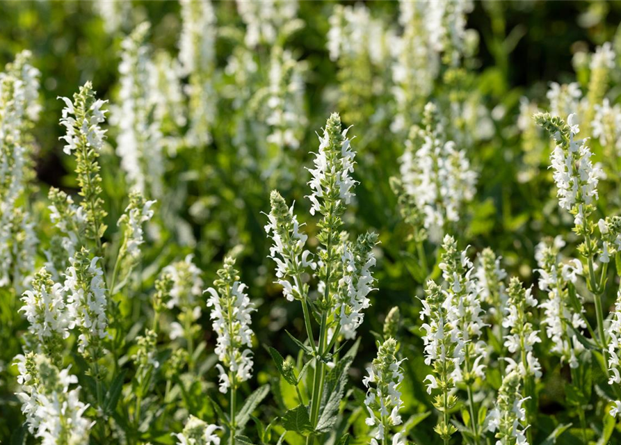 Salvia nemorosa 'Adrian'