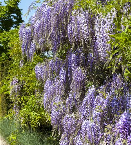 Wisteria floribunda 'Blue Dream'