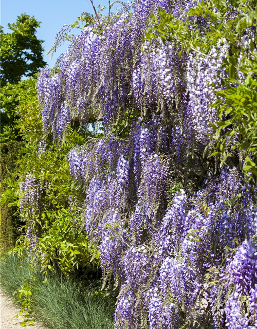 Wisteria floribunda 'Macrobotrys'