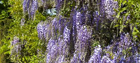 Wisteria floribunda 'Blue Dream'