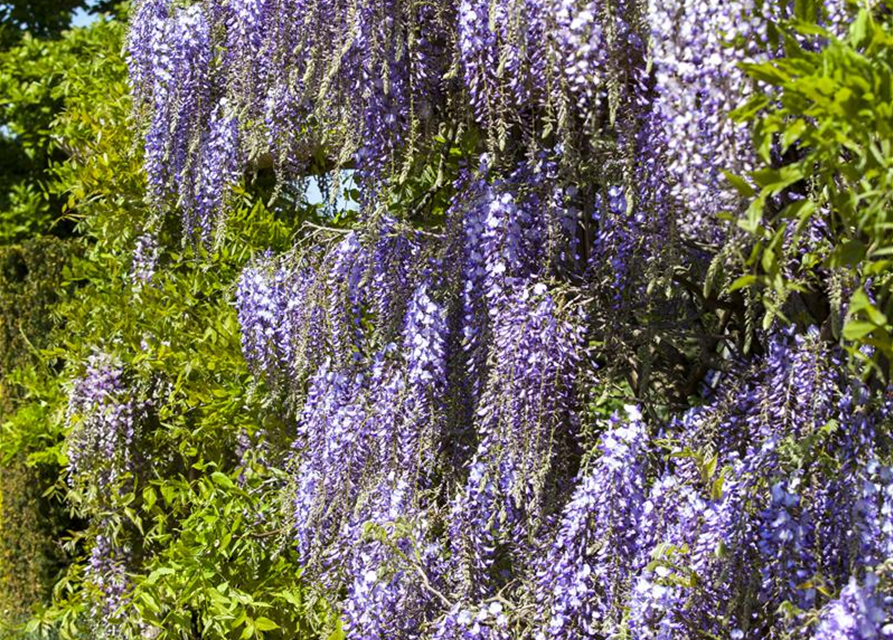 Wisteria floribunda 'Macrobotrys'