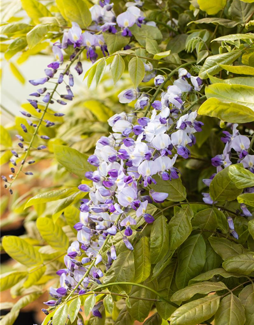 Wisteria floribunda 'Macrobotrys'