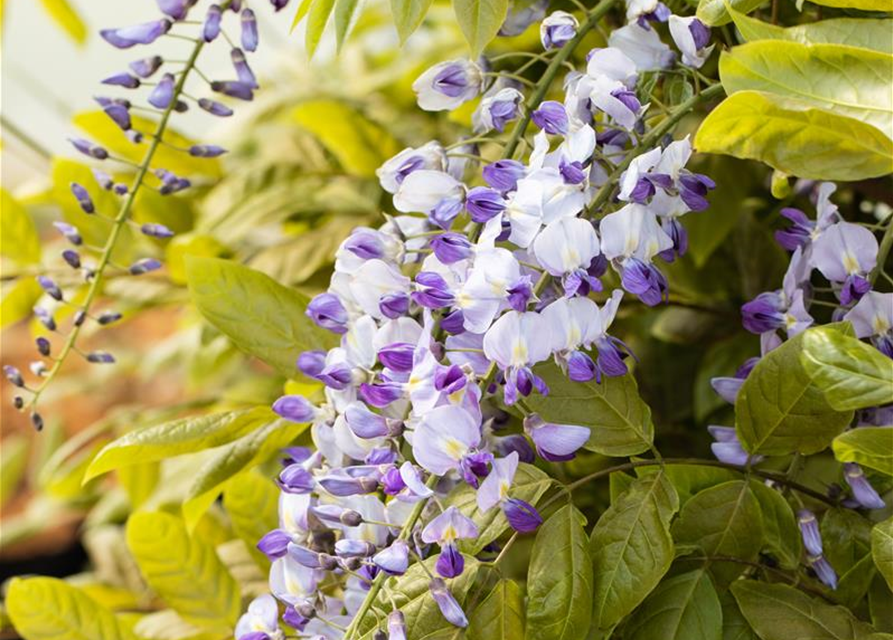 Wisteria floribunda 'Macrobotrys'