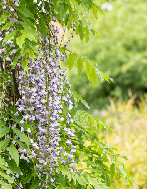 Wisteria floribunda 'Macrobotrys'