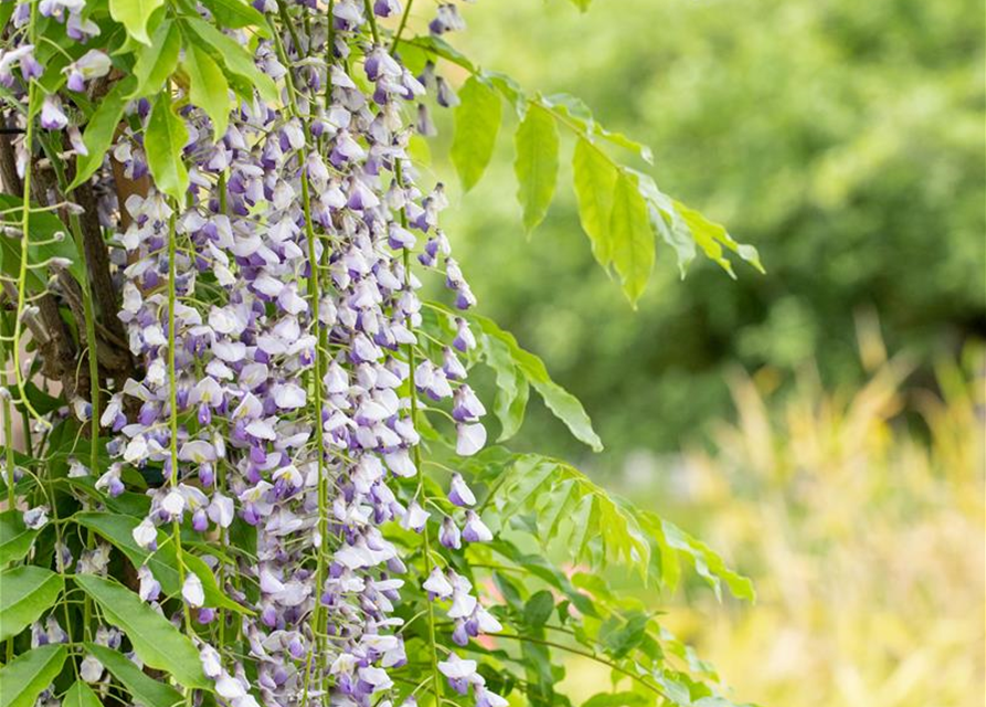 Wisteria floribunda 'Macrobotrys'