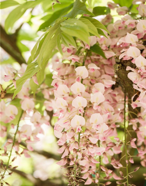 Wisteria floribunda 'Rosea'