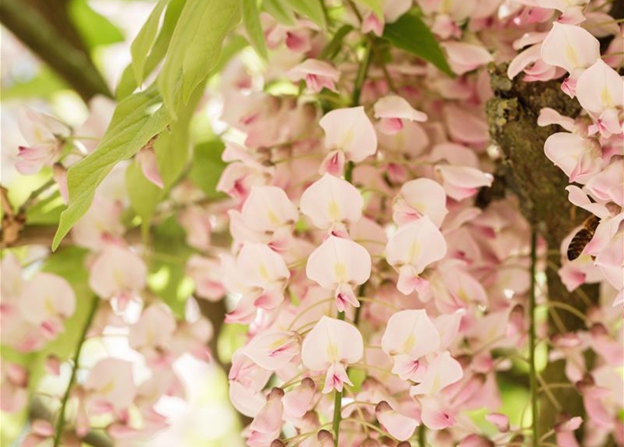 Wisteria floribunda 'Rosea'